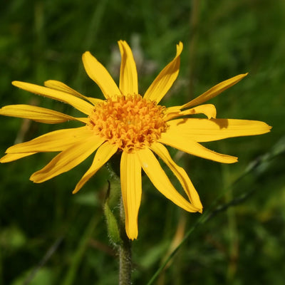 Arnica Montana Flower Extract